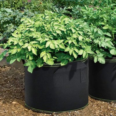 Grow Bags 6 400x400