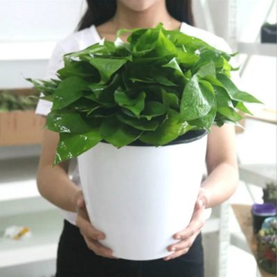 Large Plastic Pots 5 15 400x400