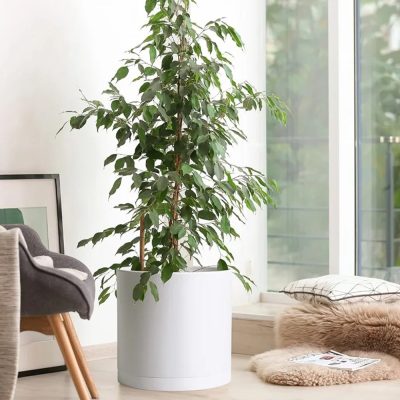 Large Plastic Pots 6 11 400x400