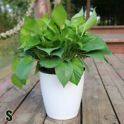 Large Plastic Pots 6 14 400x400