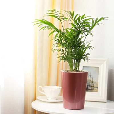 Large Plastic Pots 6 15 400x400