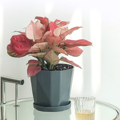 Plastic Pots 2 1 400x400