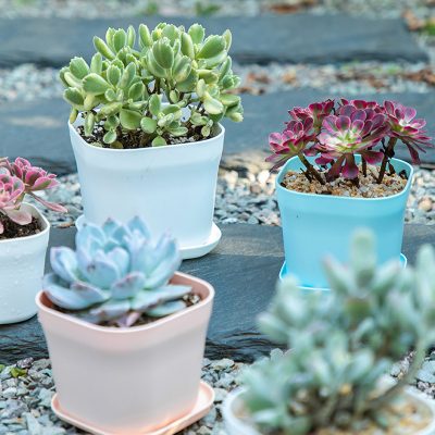 Plastic Pots 3 5 400x400