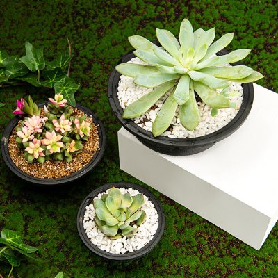Plastic Pots 4 12 400x400