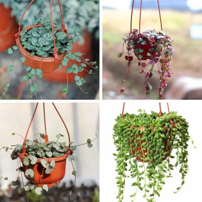 Plastic Hanging Baskets 4 1 400x400