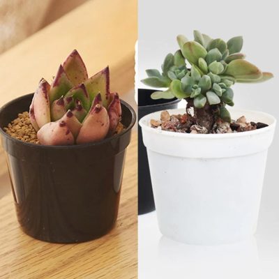 Plastic Nursery Pots 2 20 400x400