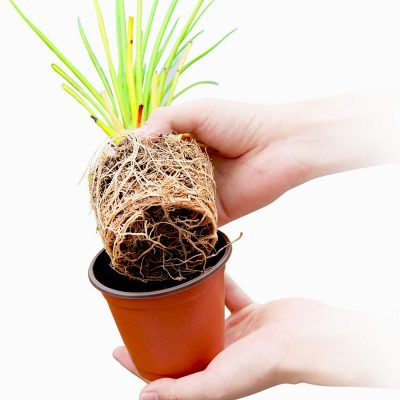 Plastic Nursery Pots 2 30 400x400