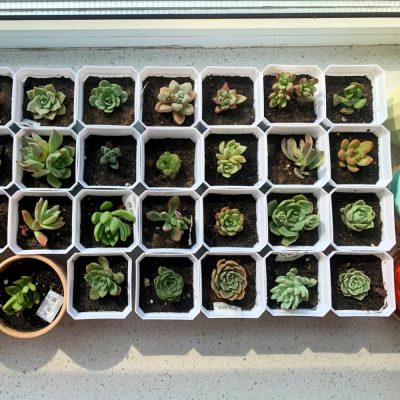 Plastic Nursery Pots 3 22 400x400