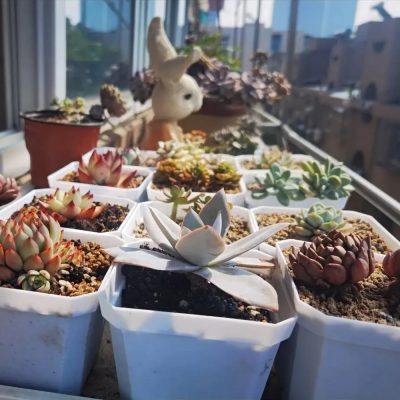 Plastic Nursery Pots 4 22 400x400