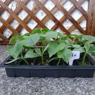 Plastic Nursery Pots 5 24 400x400