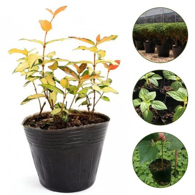 Plastic Nursery Pots 6 4 400x400