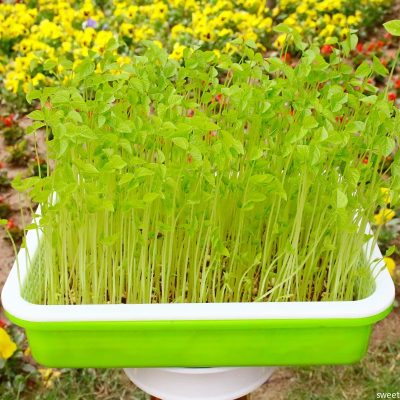 Plastic Pot 1 7 400x400