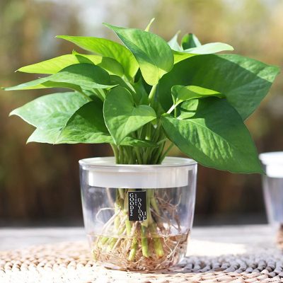 Plastic Pot 1 9 400x400