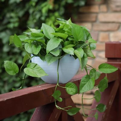 Plastic Pot 2 14 400x400
