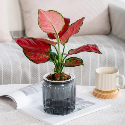Plastic Pot 3 17 400x400