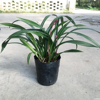 Plastic Pot 3 8 400x400
