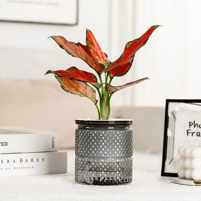 Plastic Pot 5 27 400x400