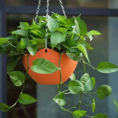 Plastic Pot 6 13 400x400