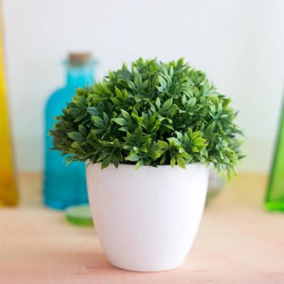 Plastic Pot 6 23 400x400