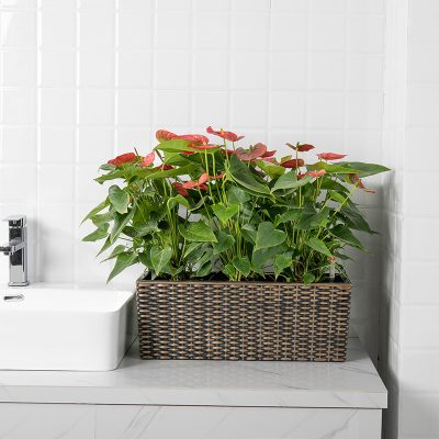 Plastic Pots 1 26 400x400
