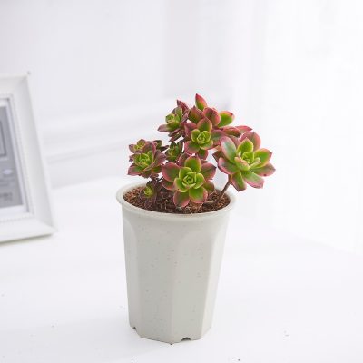 Plastic Pots 3 20 400x400