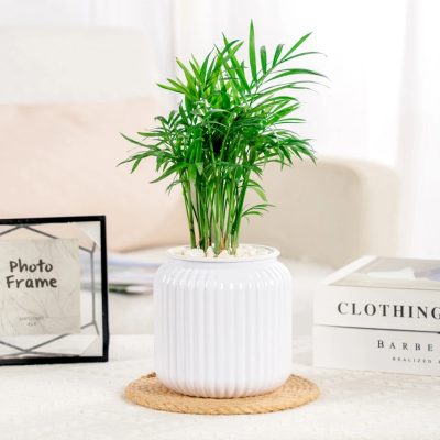 Plastic Pots 4 32 400x400