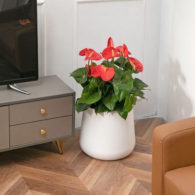 Plastic Pots 5 24 400x400