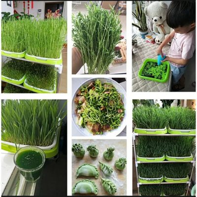 Seedling Tray 4 2 400x400