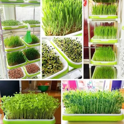 Seedling Tray 5 2 400x400