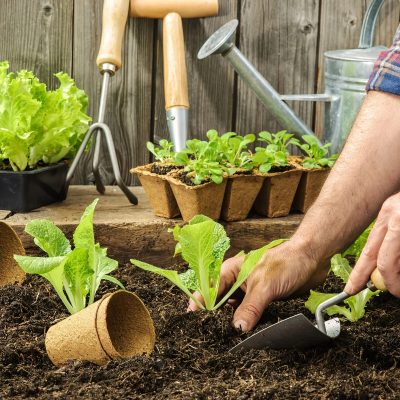 Seedling Tray 2 11 400x400