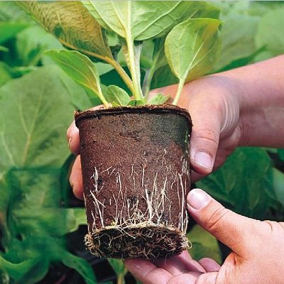 Seedling Tray 3 12 400x400