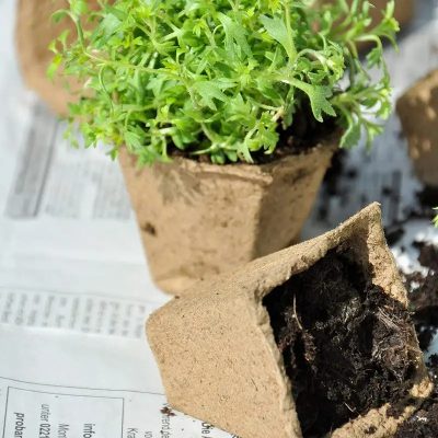 Seedling Tray 3 14 400x400