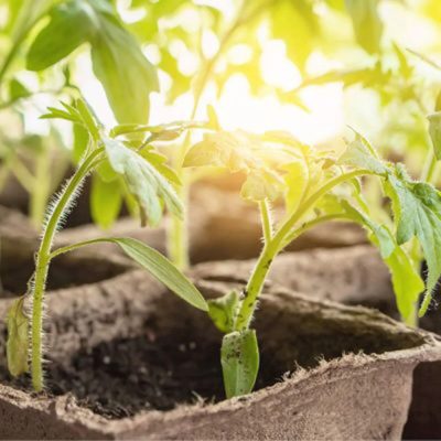 Seedling Tray 4 14 400x400