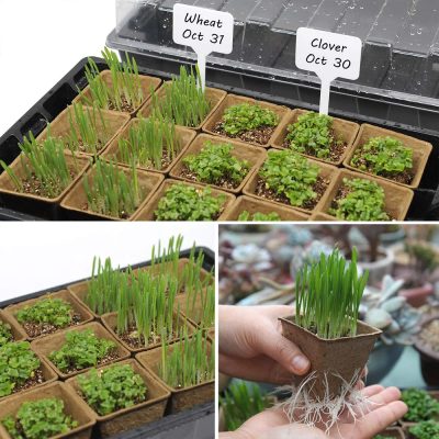 Seedling Tray 5 16 400x400