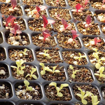 Seedling Tray 5 7 400x400