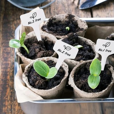 Seedling Tray 6 9 400x400
