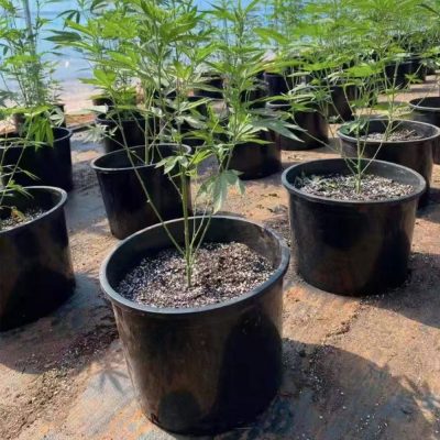 Plastic Nursery Pots 3 31 400x400