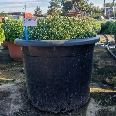 Plastic Nursery Pots 4 30 400x400