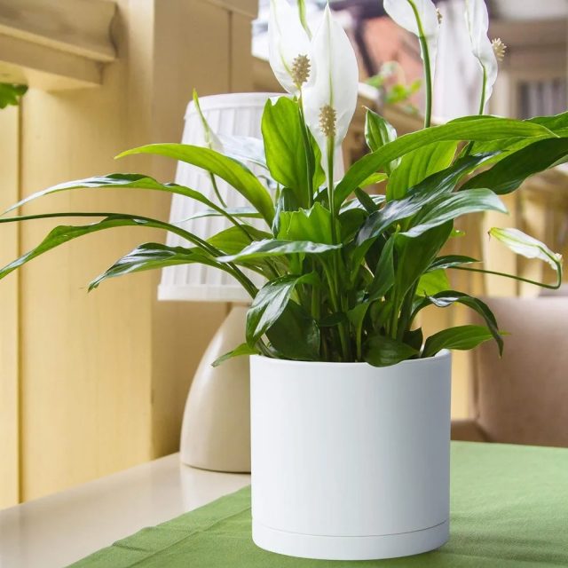 Large plastic pots (3)