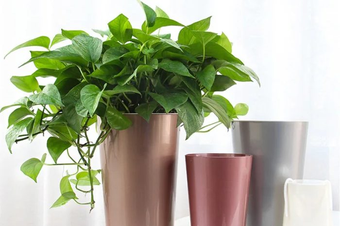 Large plastic pots (5)