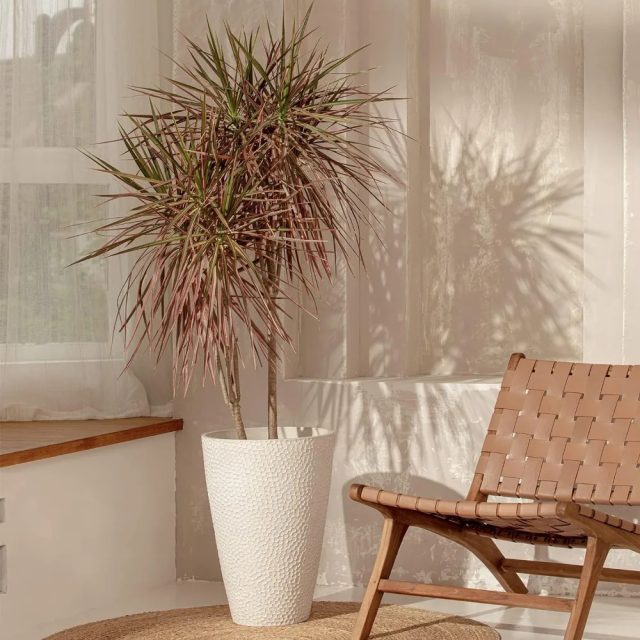 Large plastic pots (6) Large plastic pots (6)