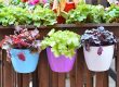 Plastic hanging baskets (1)