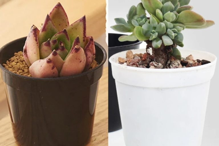 Plastic nursery pots (2)