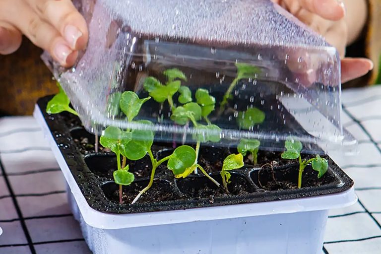 Plastic nursery pots (3)