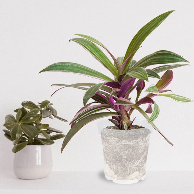 Plastic nursery pots (5) Plastic nursery pots (5)