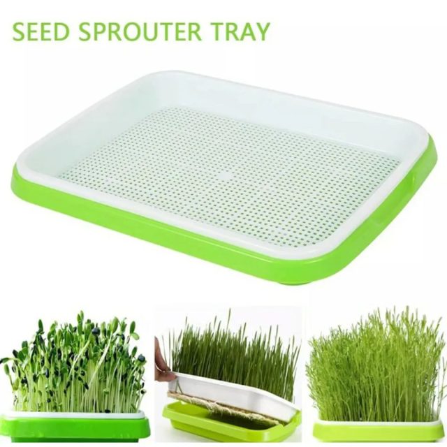 Seedling Tray (1)