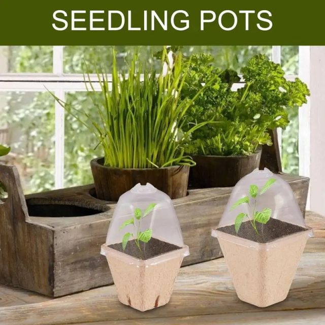 Seedling tray (1)