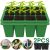 Seedling tray (1)