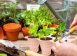 Seedling tray (4)