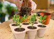 Seedling tray (5)